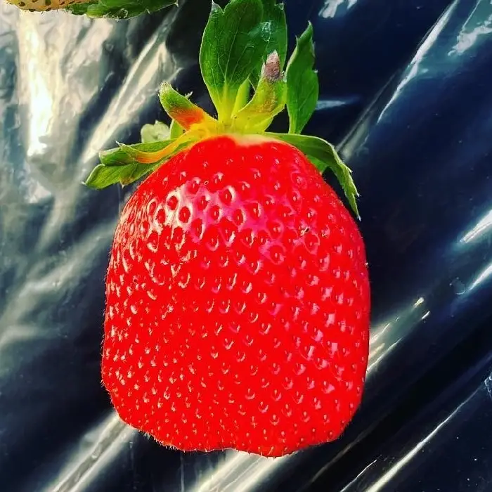品種1の写真